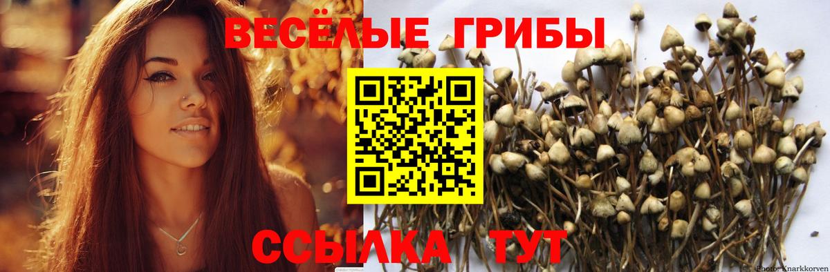 Гурьевск  Галлюциногенные грибы Psilocybine cubensis  Псилоцибиновые грибы Psilocybe  Вход с VPN 
